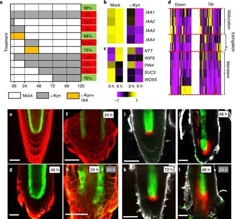 Local auxin biosynthesis is required for root regeneration after wounding (Nature Plants) | Plantae