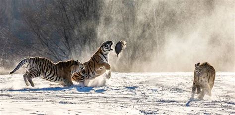 Group of Siberian tigers hunting on prey fowl on snowy meadow of winter forest, Siberian Tiger ...