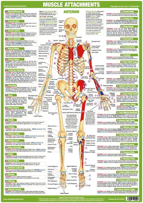 Muscle Attachments Poster - Anterior