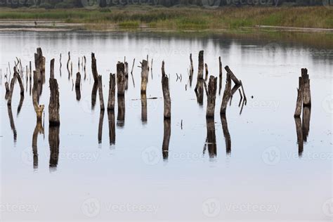 a lake with different plants 9443447 Stock Photo at Vecteezy