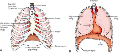 Thoracic Cavity Definition Anatomy - Anatomical Charts & Posters