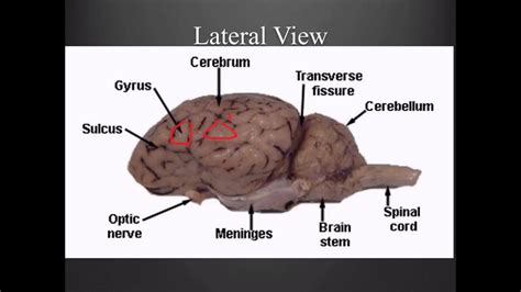 Sheep Brain Dissection Worksheet - Zipworksheet.com