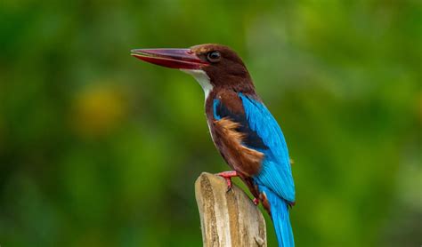 Bird Watching in Sri Lanka - Driving in Sri Lanka