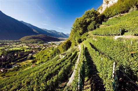 Valtellina wine trail tour, departure from Como | viviTravels