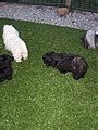 Artificial Turf for Dogs - a great solution for your pups!