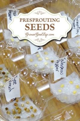 Benefits of Presprouting Gardening Seeds - The Homestead Survival