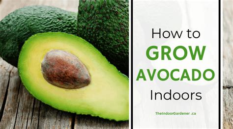 How to Grow Avocado Indoors - The Indoor Gardener