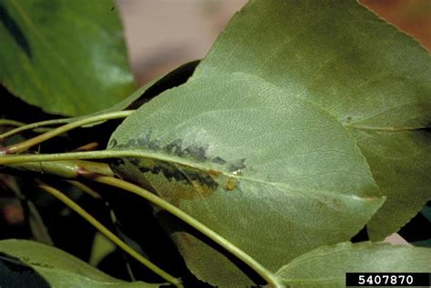 fire blight (Erwinia amylovora ) on pear (Pyrus spp. ) - 5407870