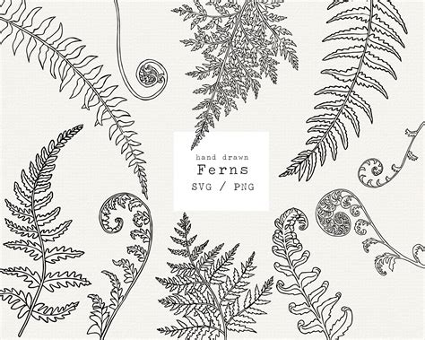 Fern Svg Hand Drawn Fern Svg Botany Illustration Fern - Etsy