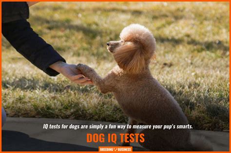 IQ Tests for Dogs – Best Methods, Smartest Breeds & FAQ