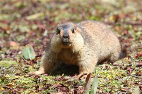 Himalayan Marmots are Revealing How Animals Adapt to Living at Extreme Elevations | Discover ...