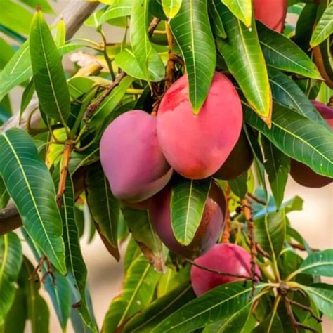 "Buy Japanese Miyazaki Mango Plant | Grow Premium Mangoes"