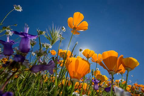 Wildflowers bloom in California after record drought, in pictures