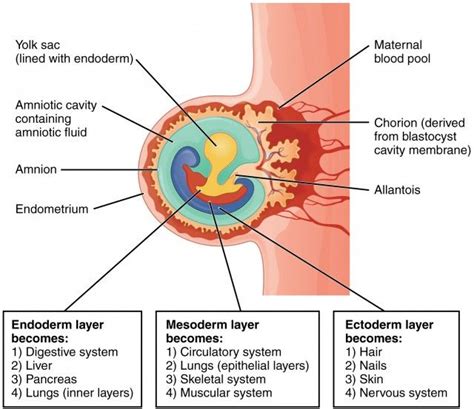 Second & third week of Embryonic development, Chorion & types of ...