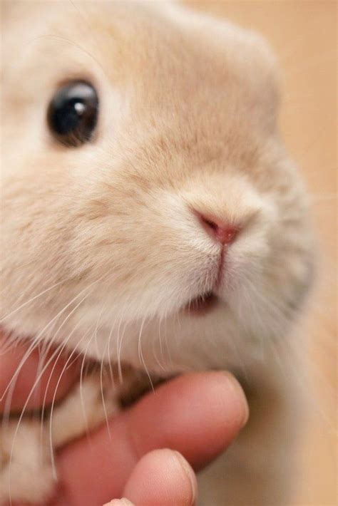 Rabbit Breeds #rabbits | Cute baby bunnies, Cute baby animals, Baby animals pictures