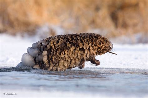 [IMAGES] People's Choice awards: Wildlife photographer of the year | 1 ...