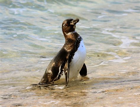 The Galapagos Penguin - Discovering Galapagos