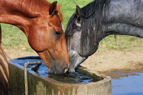 You Can Lead a Horse to Water… (Horse Hydration 101)