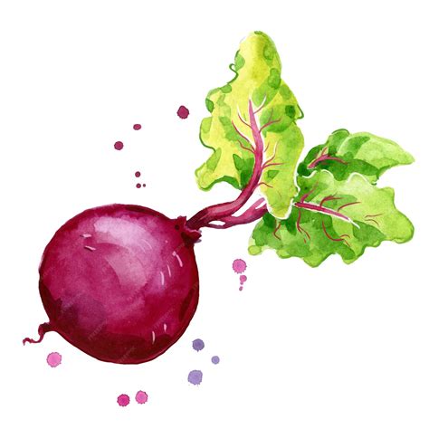 Premium Vector | Fresh beetroot watercolor painting hand painted