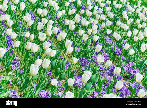 Field of Tulips Stock Photo - Alamy