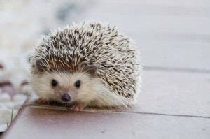 Hedgehog World