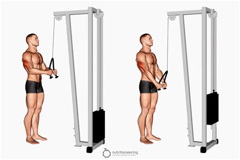 Bicep And Tricep Workout Cable Machine | EOUA Blog