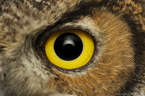 great horned owl eye | Owl eyes, Horned owl, Great horned owl