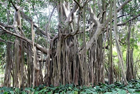 Moreton Bay Fig Tree Bonsai