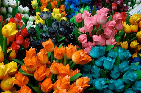 Amsterdam Tulips Free Stock Photo - Public Domain Pictures