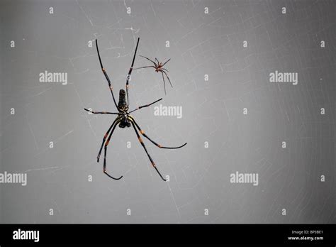 Golden orb spider australia hi-res stock photography and images - Alamy