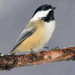 Maine State Bird: Black-capped Chickadee (Parus atricapillus)