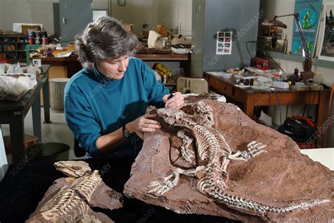 Palaeontologist with Fossil - Stock Image - C028/7598 - Science Photo Library