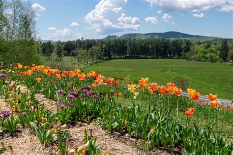 Berkshire County Flower | Best Flower Site