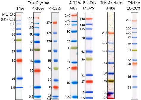 Tris Acetate Sds Running Buffer Recipe | Dandk Organizer