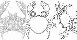 25 Free Crab Coloring Pages For Kids And Adults  Blitsy sketch template