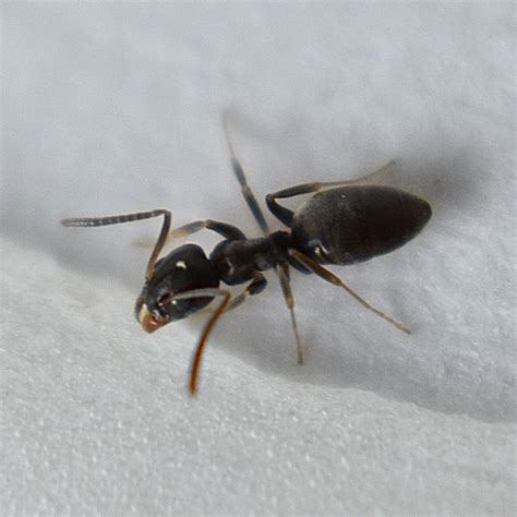 Pest ID - Odorous House Ant - Proactive Pest Control