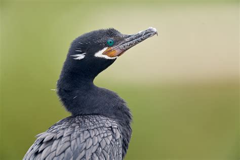 Tips on Photographing from the Car. Identifying Neotropic Cormorant ...