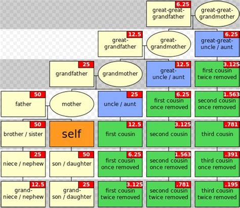 Genealogy 101: Who Is My First Cousin Once Removed? | Family genealogy ...