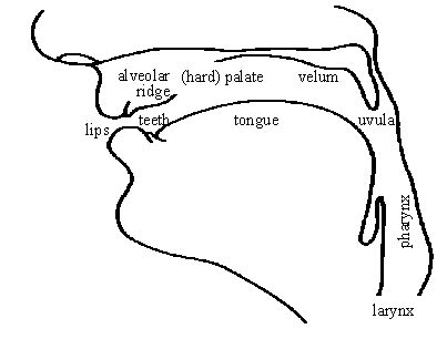 Vocal organs