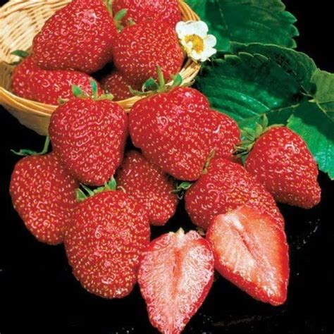 Strawberry Varieties Article Archives – Strawberry Plants