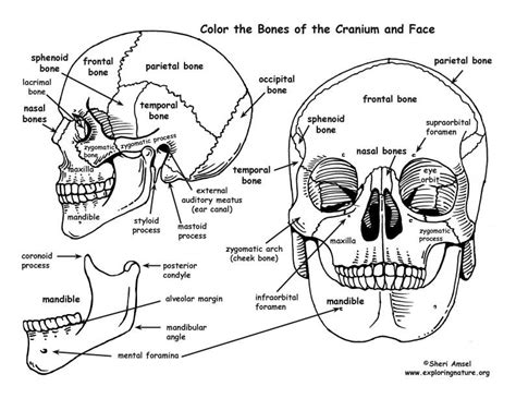 Cat in the Hat Coloring Pages ⋆ coloring.rocks! | Anatomy coloring book ...