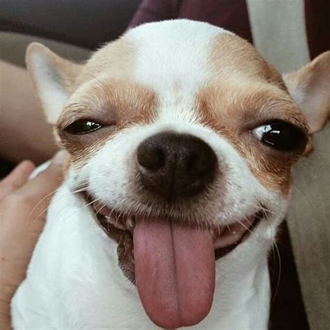 Tongue out! | Chihuahua puppies, Chihuahua lover, Chihuahua funny