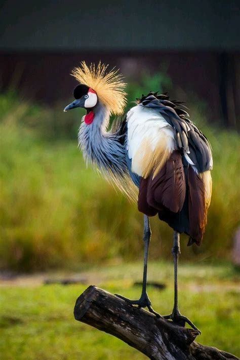 Crowned crane | Animals, Pet birds, Nature birds