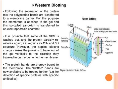 nucleic acid hybridization