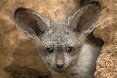 Bat-eared Fox | San Diego Zoo Animals & Plants