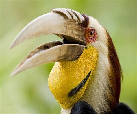 Wreathed Hornbill / Rhyticeros undulatus photo call and song