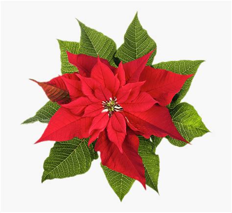 Poinsettia Top View - Poinsettia December Birth Flower , Free Transparent Clipart - ClipartKey