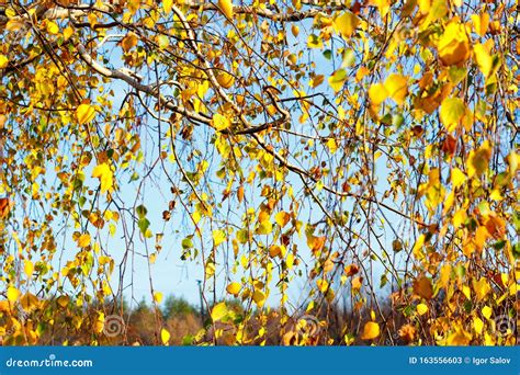 Yellow Birch Leaves during the Fall Season Against a Sunny Blue Sky Stock Image - Image of green ...