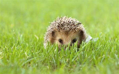 Hedgehog Wallpapers - Top Free Hedgehog Backgrounds - WallpaperAccess