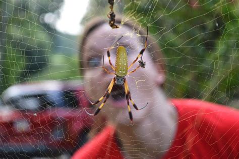 Gardening in Mississippi: BIG, Scary, Yellow Spiders!